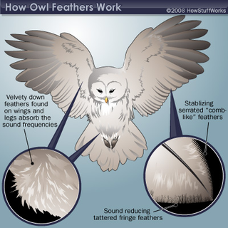 Illustration for article titled How owls developed stealth technology